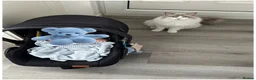 Ragdoll cats for sale: Fluffy the ragdoll  in Brighton - Advert 3
