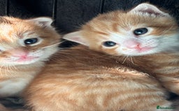 Domestic Shorthair cats for sale: 4 beautiful kittens  - Image 3