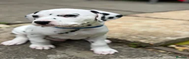 Dalmatian Puppy 4