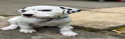Dalmatian dogs for sale: Last one Beautiful KC Registered Dalmatian Puppie  - Advert 24