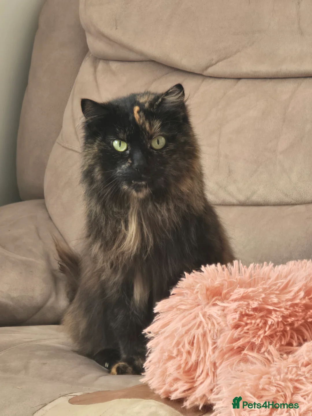 Mixed Breed cats for sale: Maine coon mixed breed (small) - Advert 1