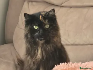 Mixed Breed cats Maine coon mixed breed (small) - Advert 1