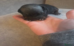 Mexican Hairless dogs for sale: American hairless terrier - Image 5