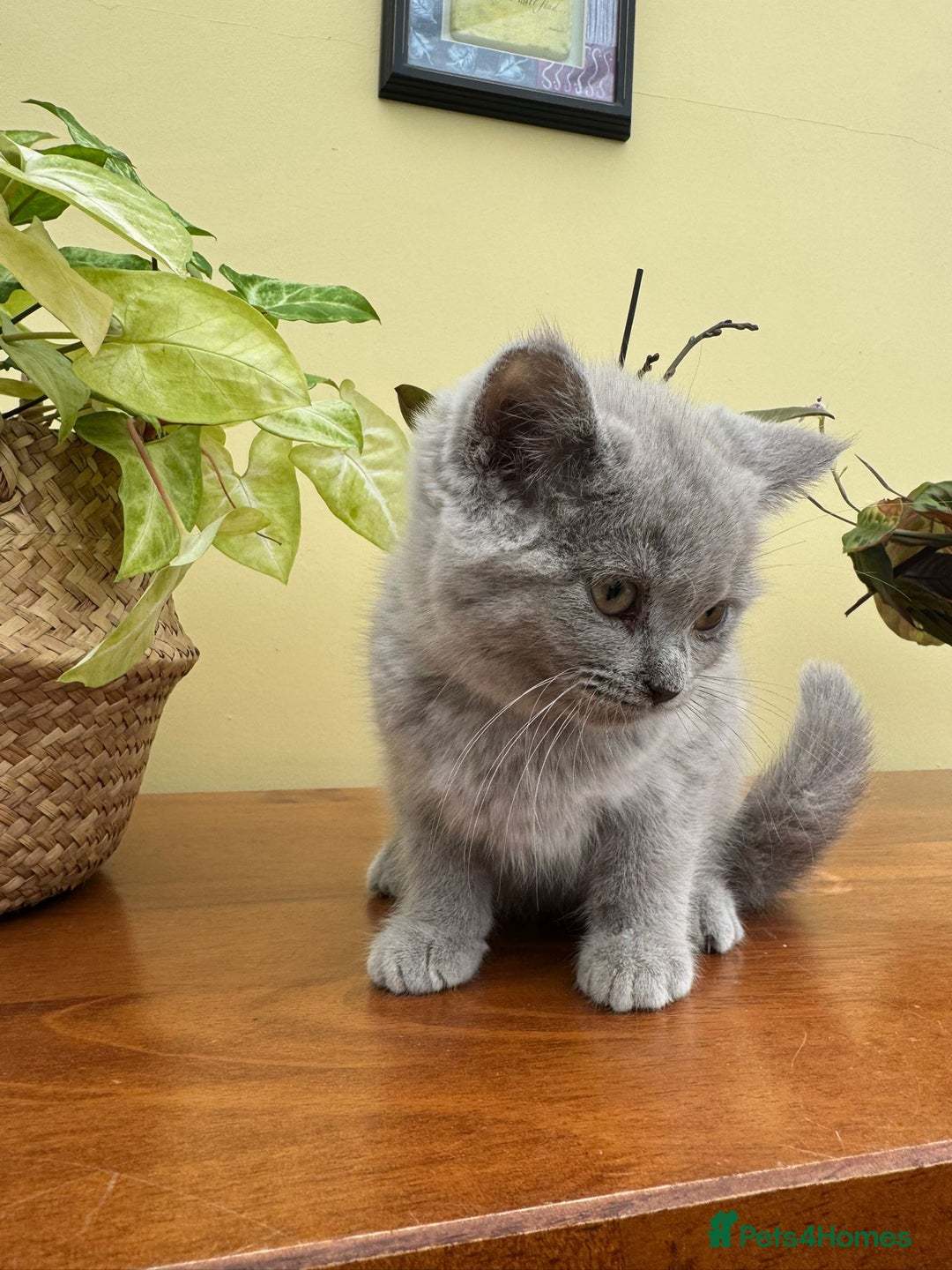 British Longhair cats for sale: British long haired  - Image 13