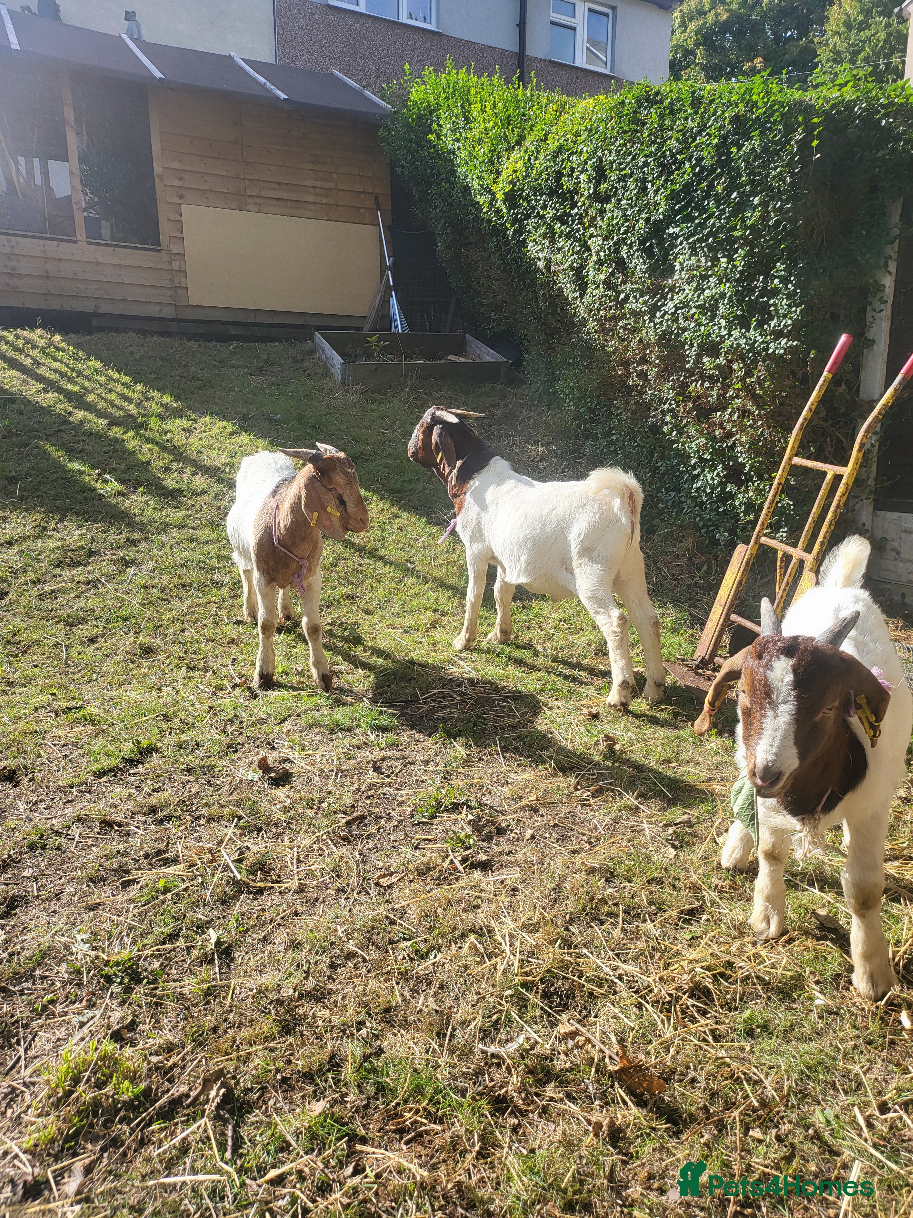Goats livestock Four Male goats to sell All under year old  - Advert 17