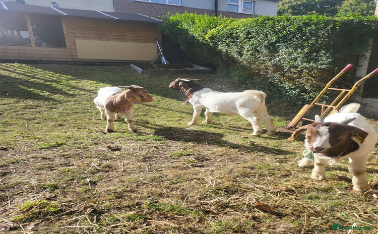 Goats livestock - Advert 2