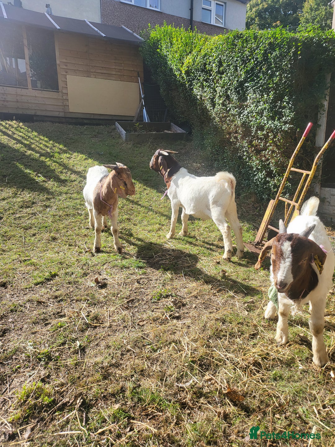 Goats livestock for sale: Four Male goats to sell All under year old  - Advert 1
