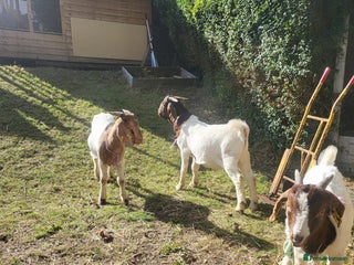 Goats livestock - Advert 4