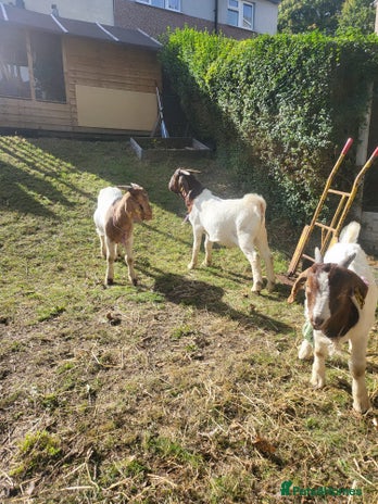Goats livestock - Advert 2
