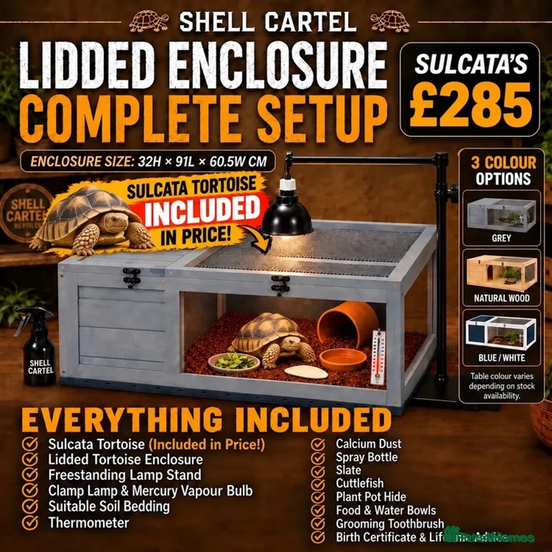 Tortoise reptiles for sale: BABY SULCATAS AND SET UPS - Advert 2