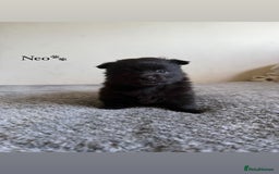 Pomeranian dogs for sale: Fox Face Pomeranians - Ready 1st August - Image 2