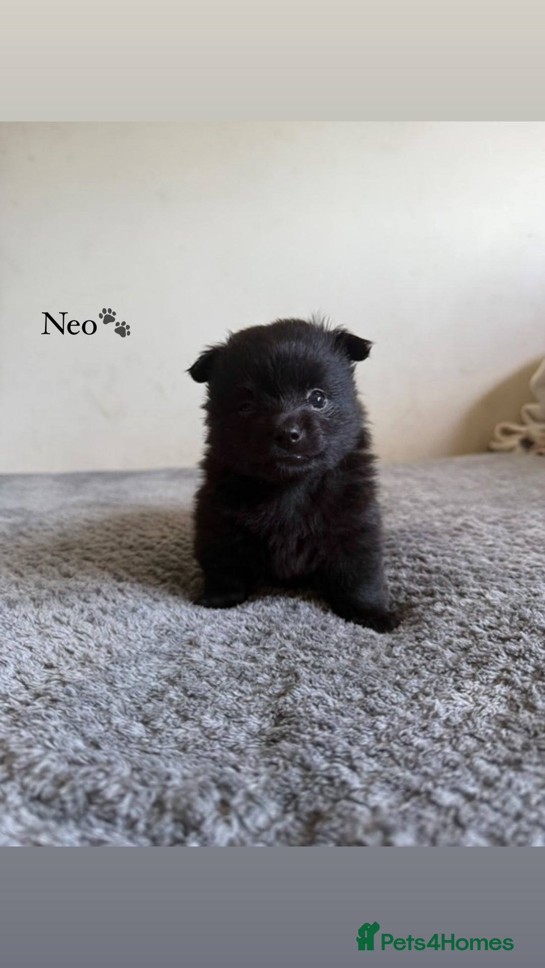 Pomeranian dogs for sale: Fox Face Pomeranians - Ready 1st August - Image 2