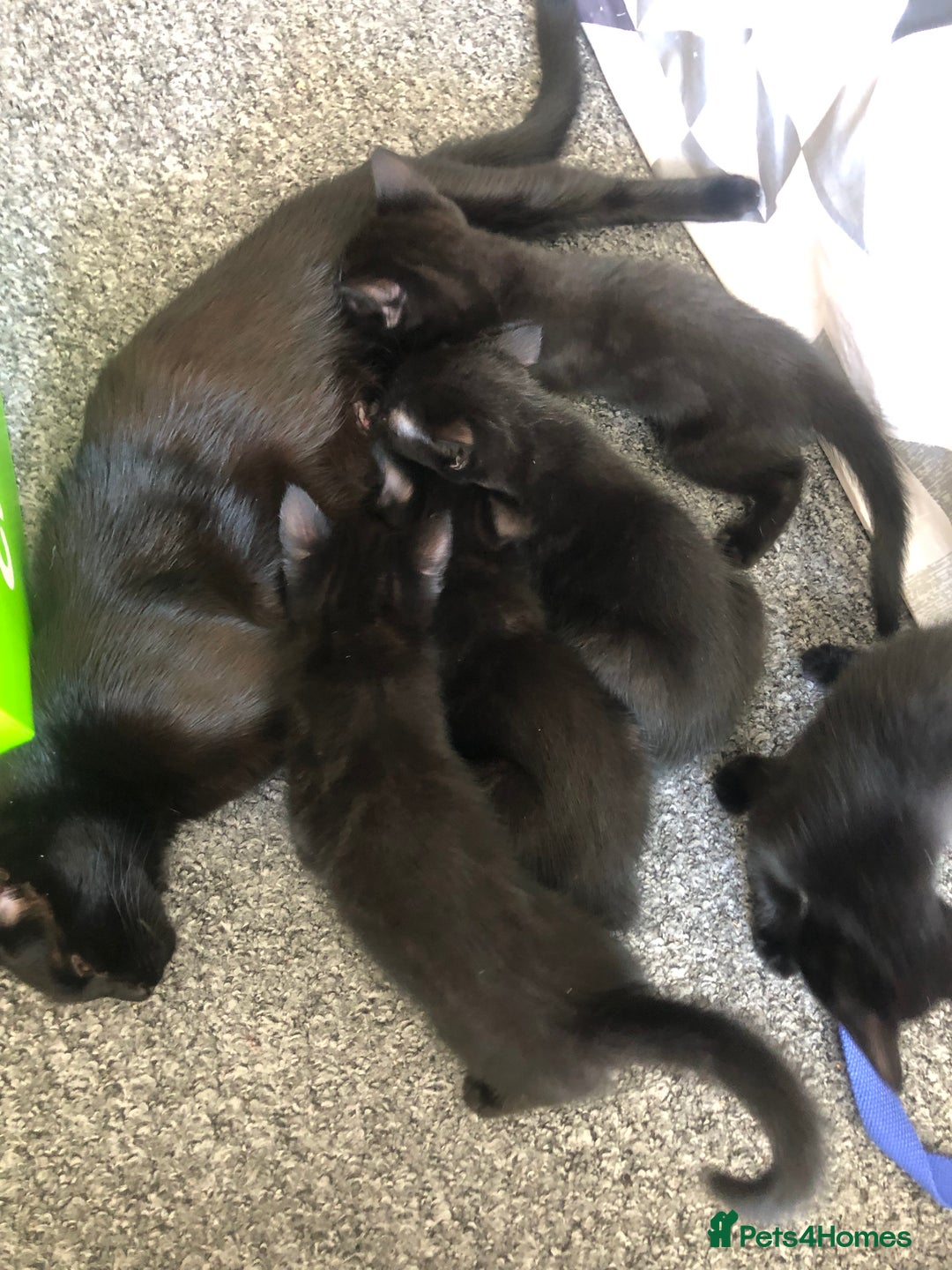British Shorthair cats for sale: 🐾 A Rare Band of Ghost Tabby Kittens 🐾 - Image 8