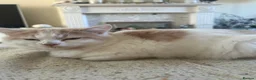 British Shorthair cats for sale: British short hairxPersian kittens - Advert 6