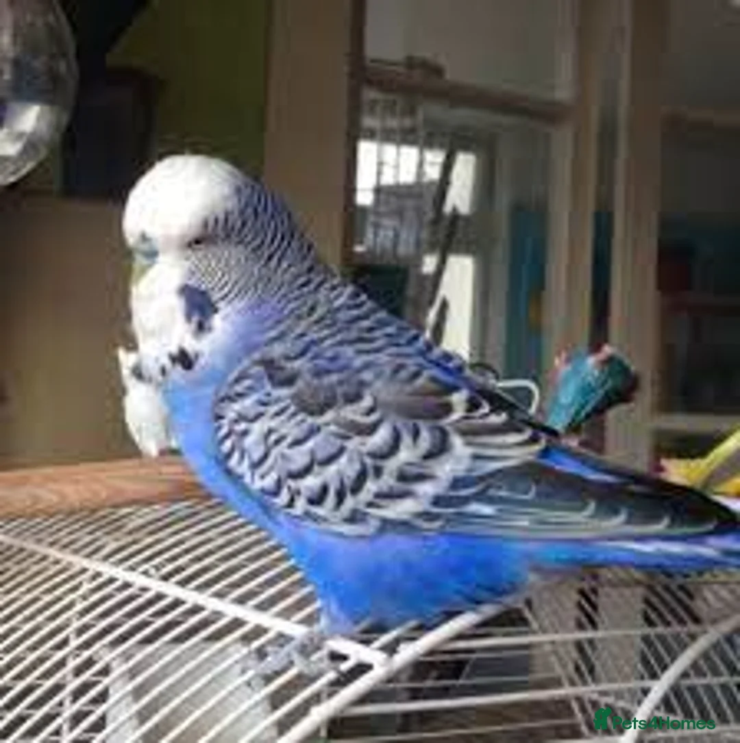 Parrots birds for sale: finches looking for a new home in Liverpool - Advert 2