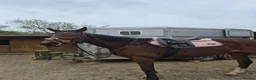 English Thoroughbred horses for sale: Lovely Happy Hacker For Sale - Advert 2