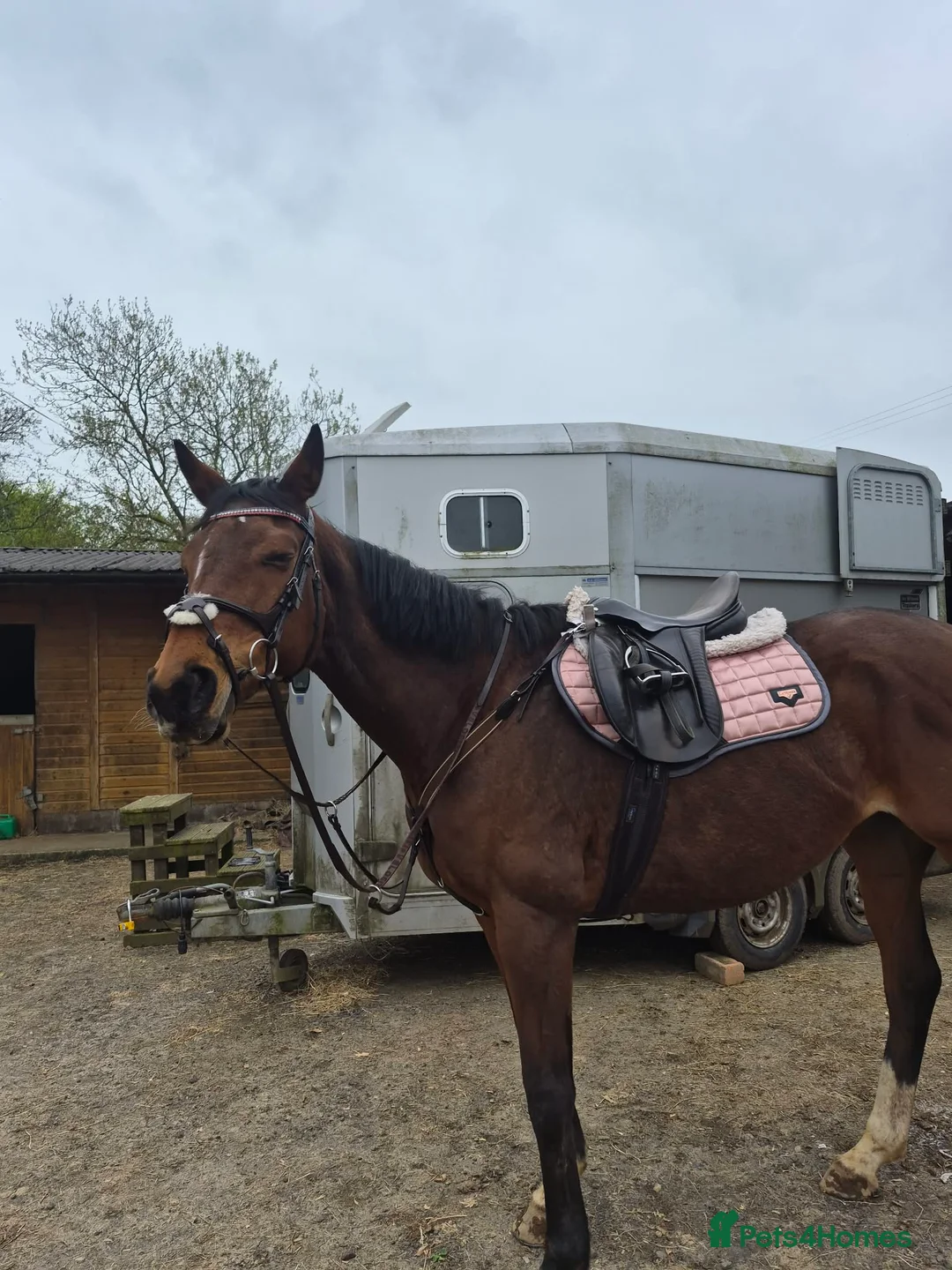 English Thoroughbred horses for sale: Lovely Happy Hacker For Sale - Advert 2