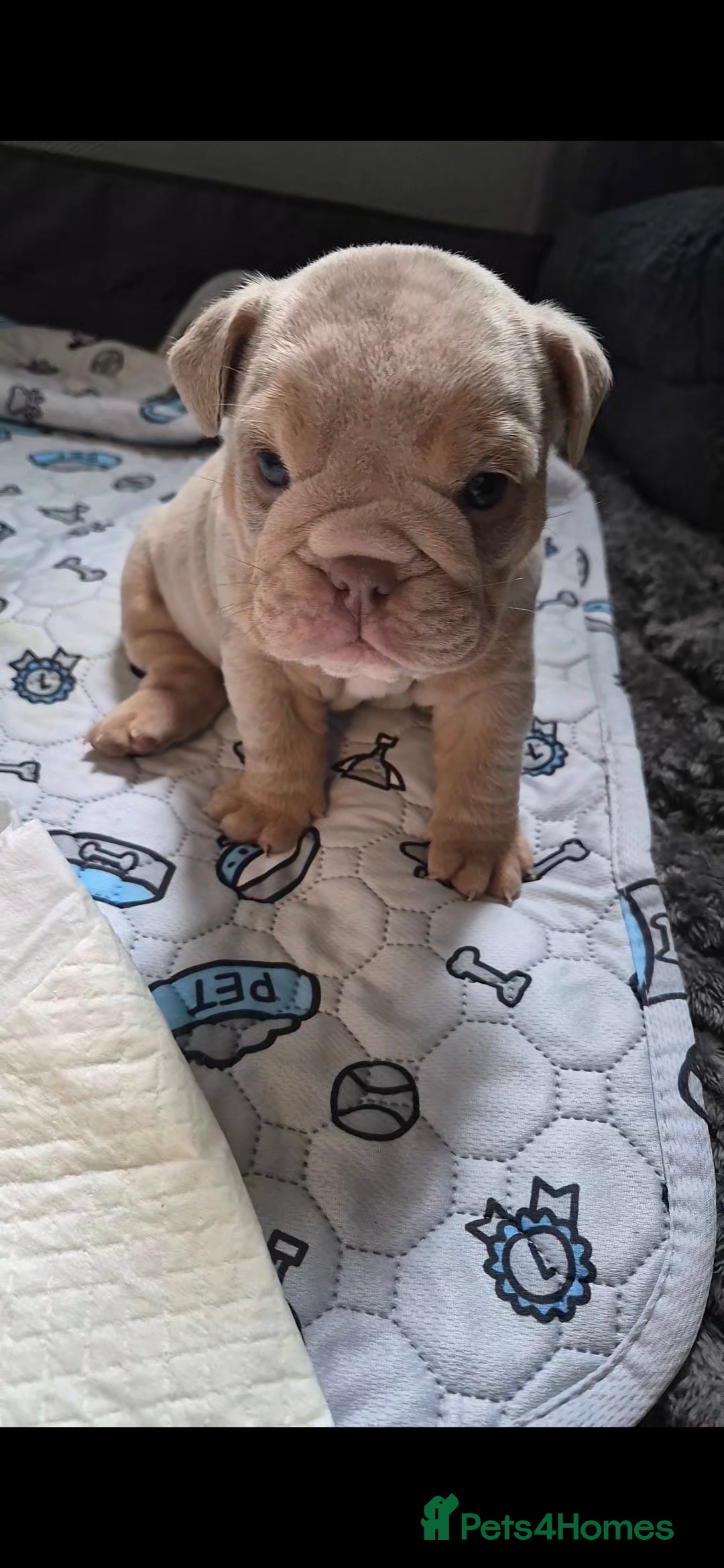 English Bulldog dogs STUNNING LILAC AND TAN ENGLISH BULLDOG PUPPIES in Wolverhampton - Advert 4