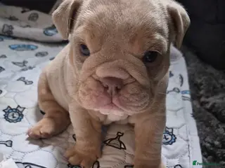English Bulldog dogs STUNNING LILAC AND TAN ENGLISH BULLDOG PUPPIES in Wolverhampton - Advert 4