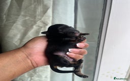 Mixed Breed dogs for sale: Jack Russel x Chow Chow Mix Puppies for Sale  - Image 5