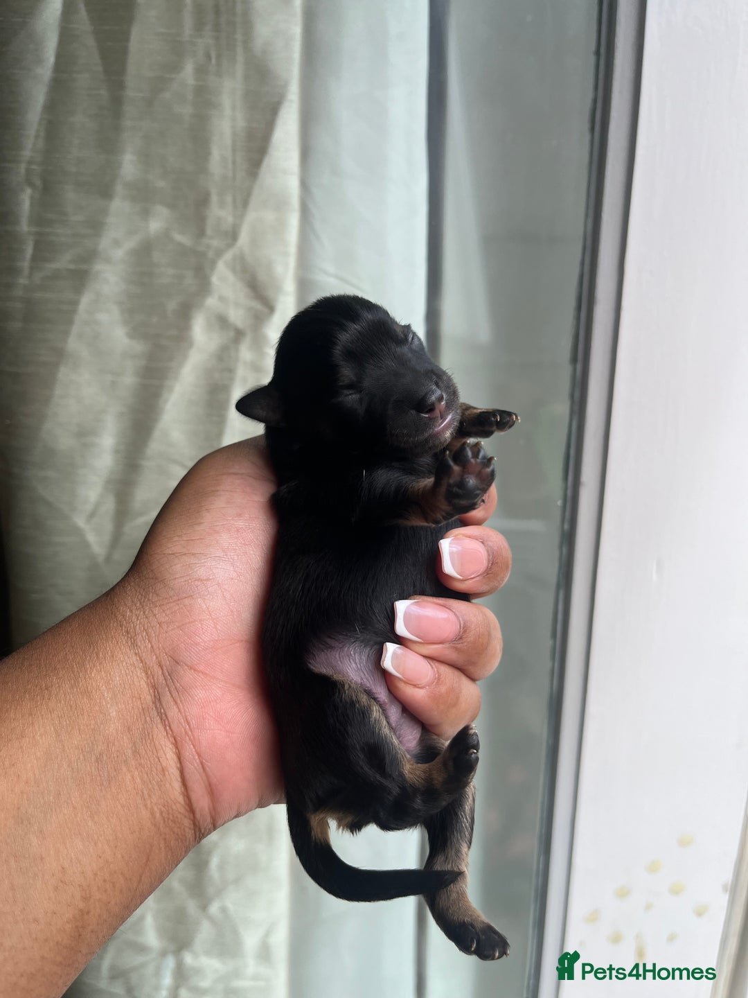 Mixed Breed dogs for sale: Jack Russel x Chow Chow Mix Puppies for Sale  - Image 5