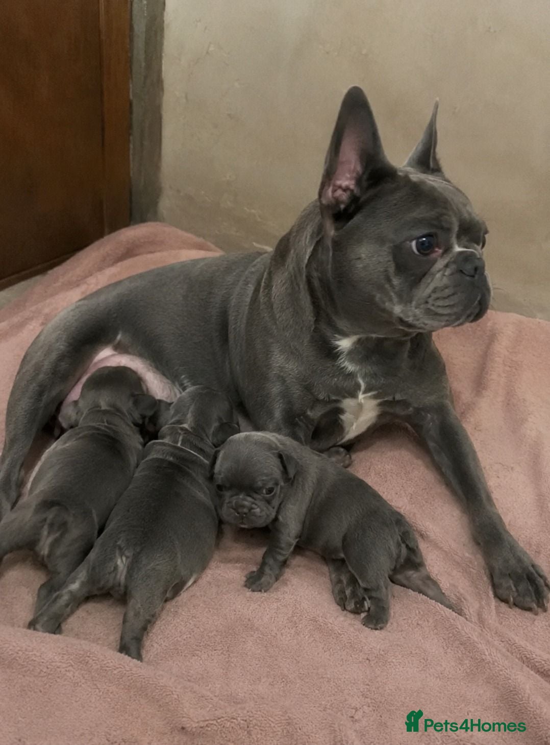 French Bulldog dogs French Bulldog puppies - Advert 1