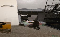 Domestic Shorthair cats for sale: 2 Beautiful Kittens - Uno & Bandana (8 Weeks  Old) - Image 9