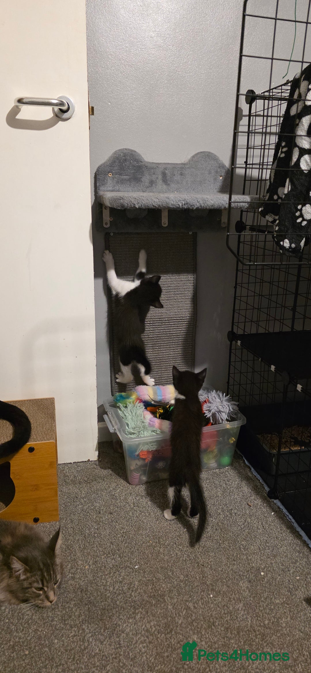 Domestic Shorthair cats for sale: 2 Beautiful Kittens - Uno & Bandana (8 Weeks  Old) - Image 9