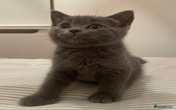 British Shorthair cats for sale: Three TICA British shorthair kittens - Image 2