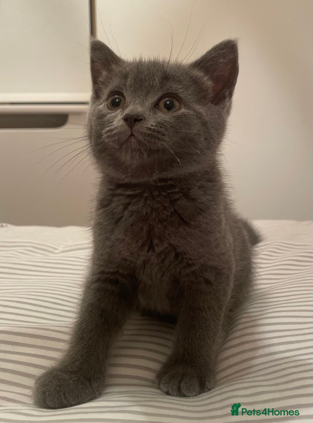 British Shorthair cats for sale: Three TICA British shorthair kittens - Image 2
