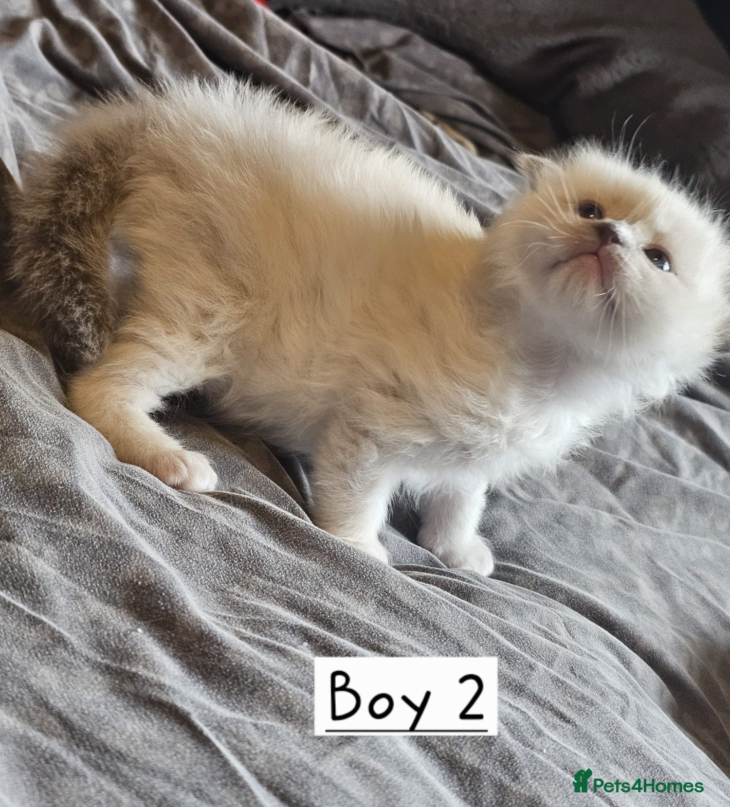 Ragdoll cats for sale: Beautiful Ragdoll Kittens  - Advert 3