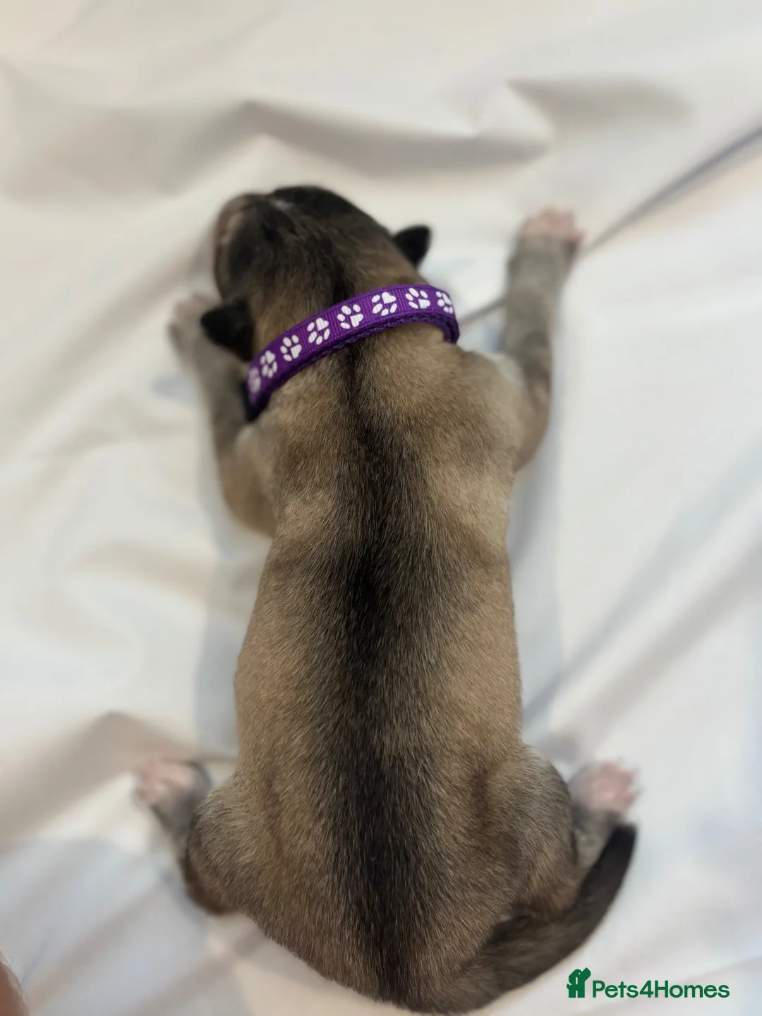 Siberian Husky dogs for sale: 7 beautiful Siberian husky’s for sale  in Tonbridge - Advert 2
