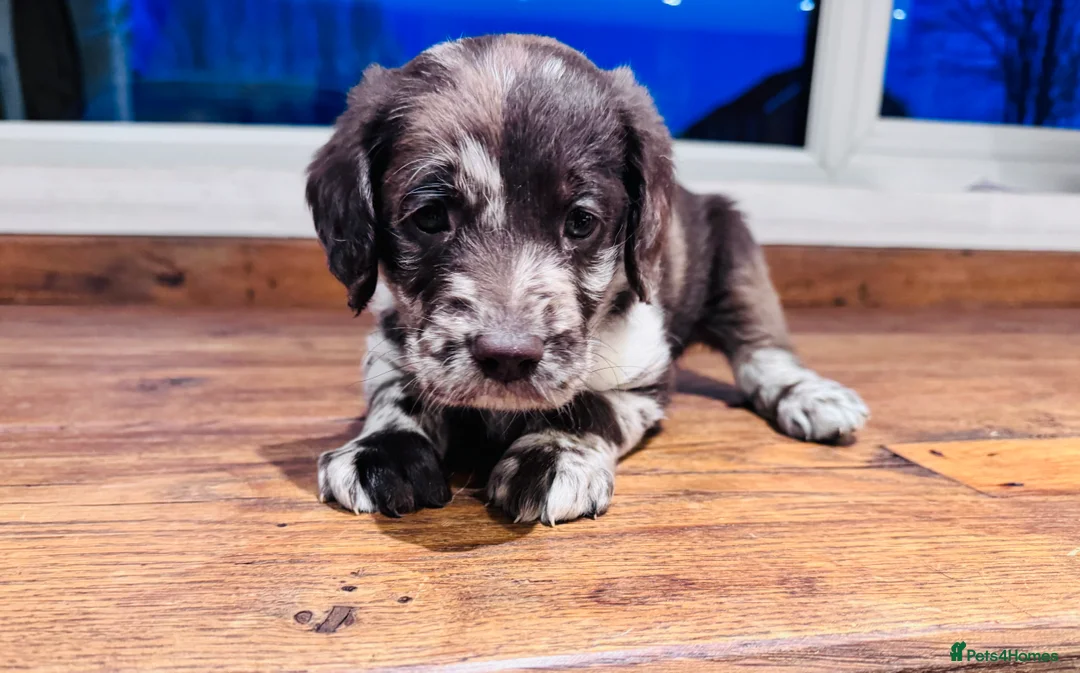 Labradoodle dogs for sale: Chocolate & chocolate Merle Miniature Labradoodles - Advert 6