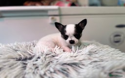 Chihuahua dogs for sale: Chihuahua  - Image 38