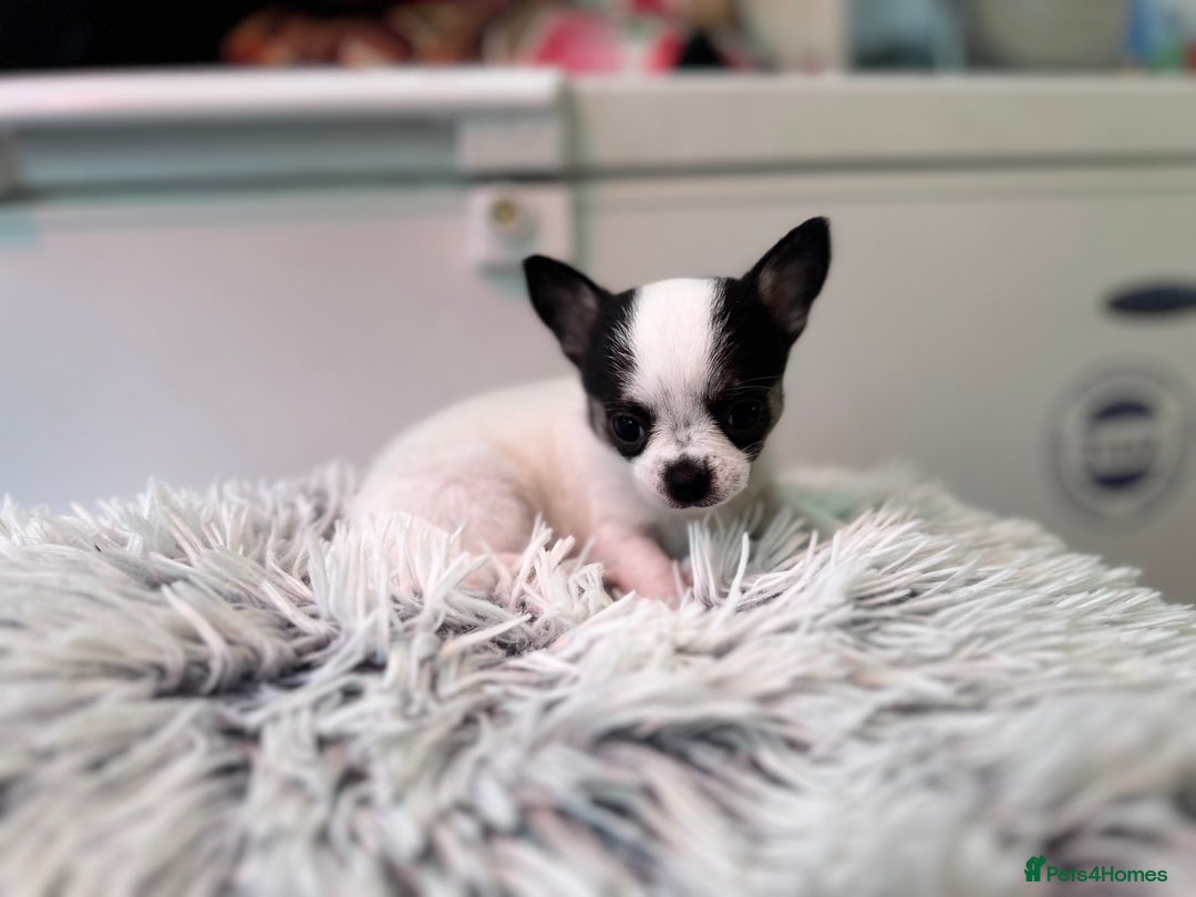 Chihuahua dogs for sale: Chihuahua  - Image 38
