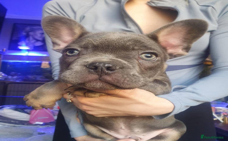 French Bulldog dogs - Advert 18
