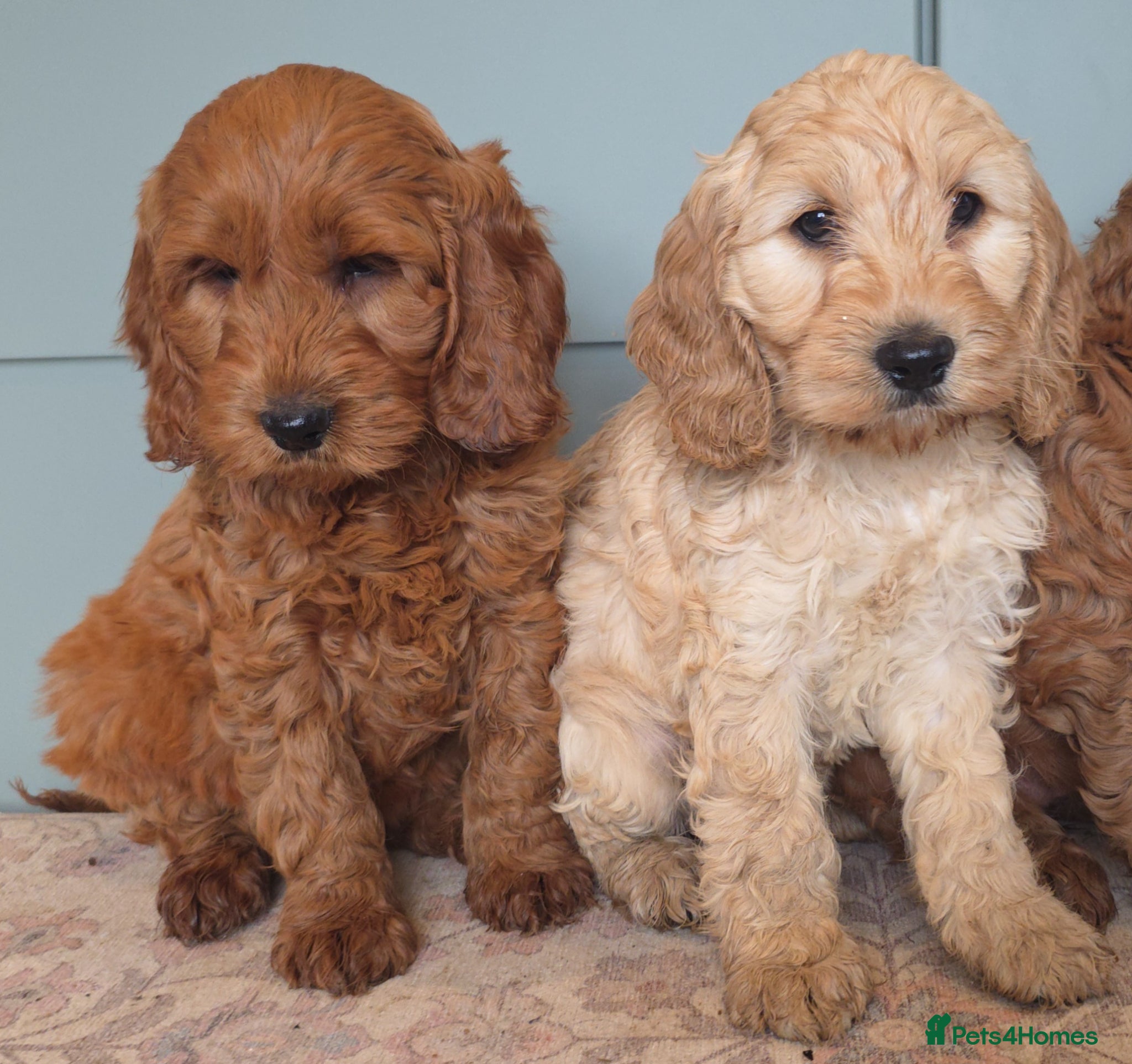Cockapoo dogs for sale: COCKAPOO  in Blackburn - Advert 7