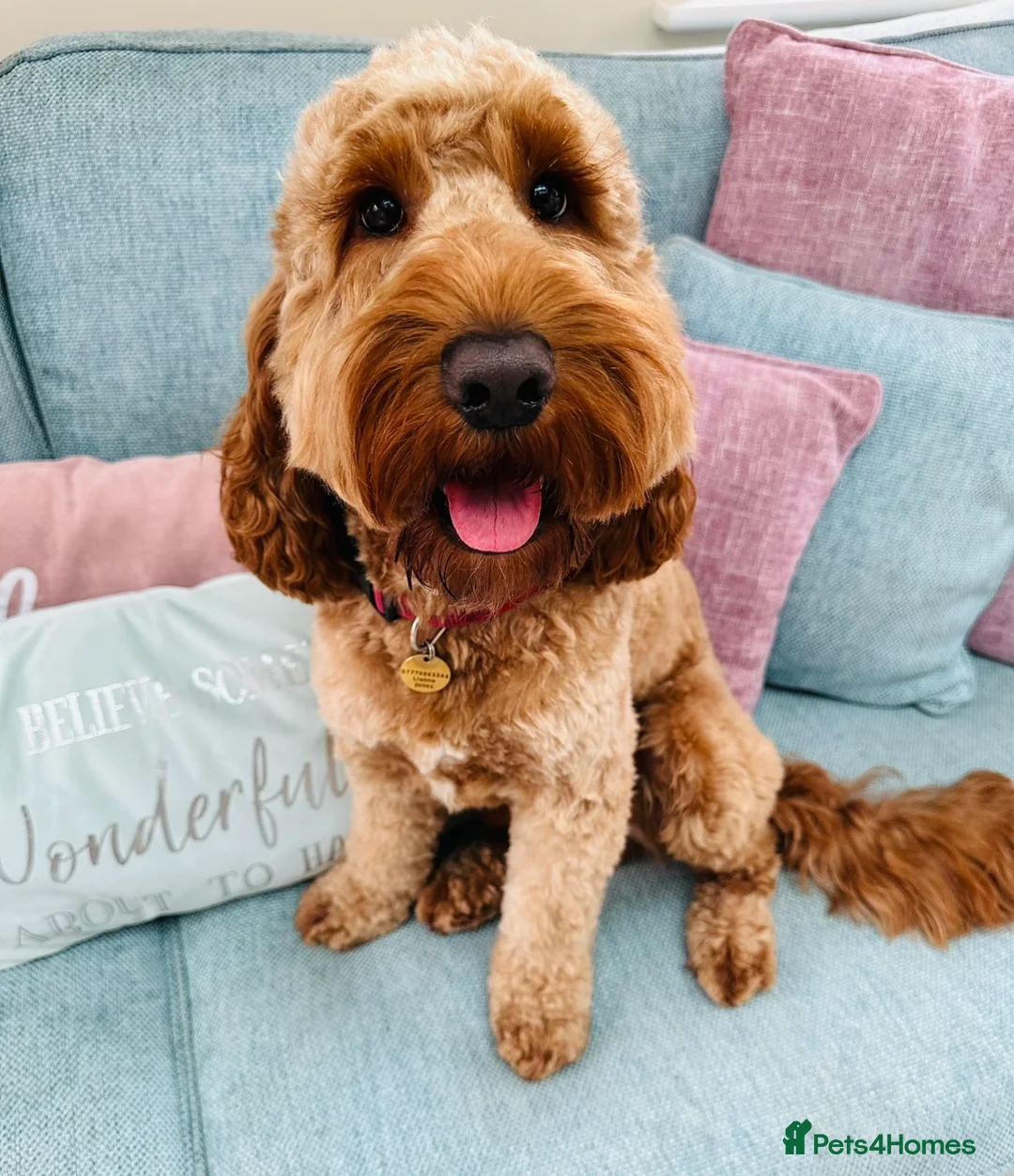 Cockapoo dogs for stud: Proven F1 Cockapoo - Fully Health Checked  in Swansea - Advert 2