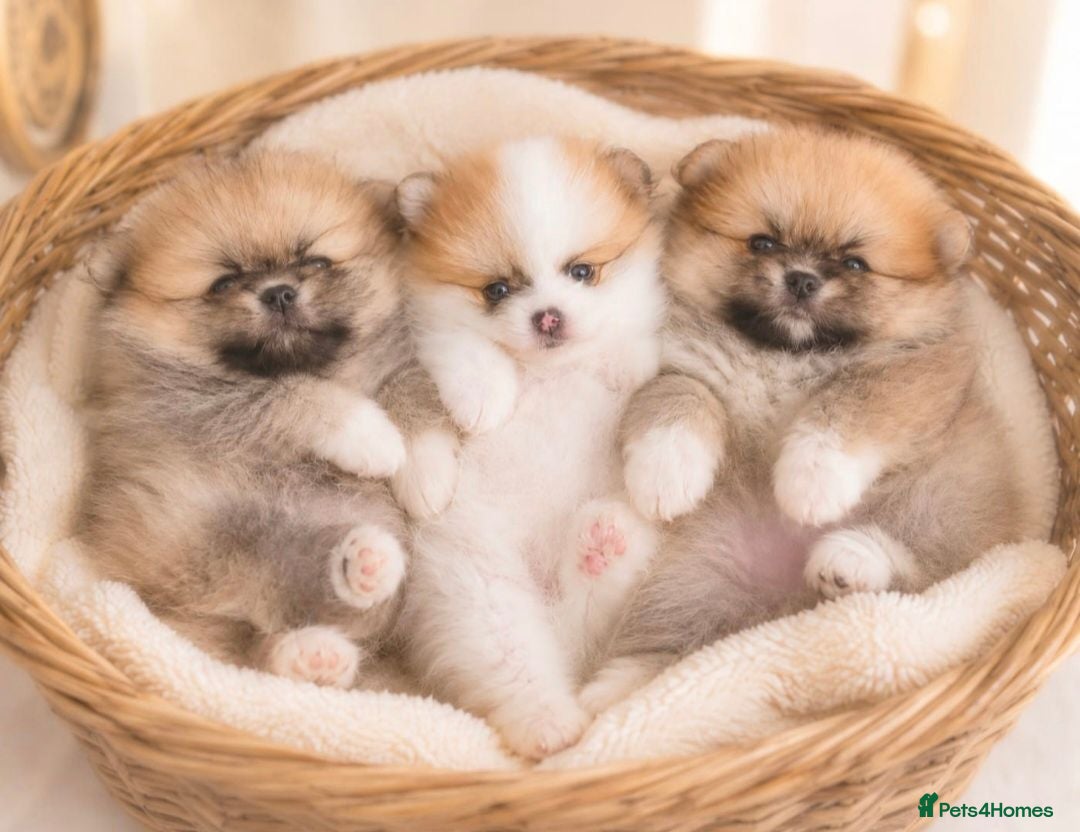 Pomeranian dogs Now only 3 teddy bears! 🐾 🐾 🐾  - Advert 1
