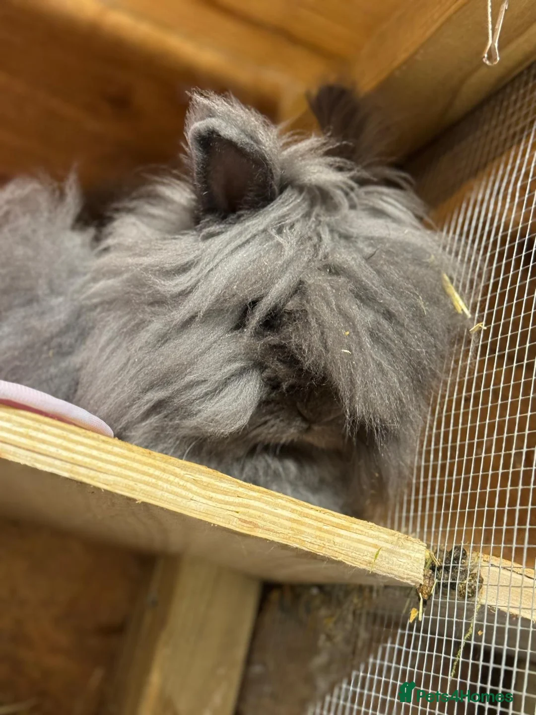 Lionhead rabbits for sale: X2Double lion maned-Please read description - Advert 3
