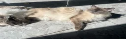 Ragdoll cats for sale: Ragdoll kittens for sale in Glasgow - Advert 5