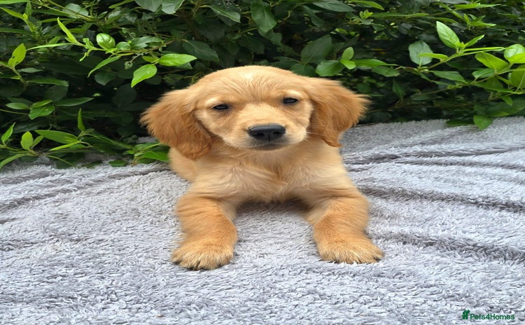 Golden Retriever dogs - Advert 3