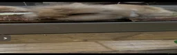 Mini Lion Lop rabbits for sale: Baby rabbit  - Advert 6