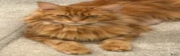 Maine Coon cats for sale: TICA Registered Maine Coon Kittens - Advert 16