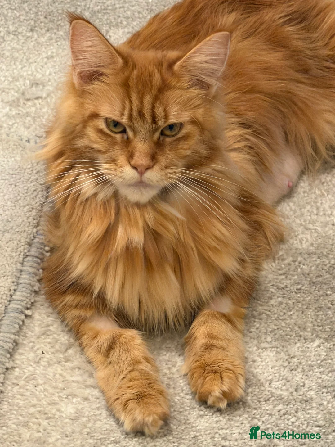 Maine Coon cats for sale: TICA Registered Maine Coon Kittens - Advert 16