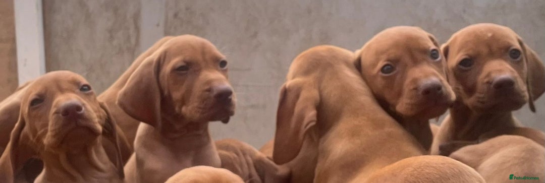 Hungarian Vizsla dogs for sale: Last few Ready to leave Stunning litter of puppies - Image 9