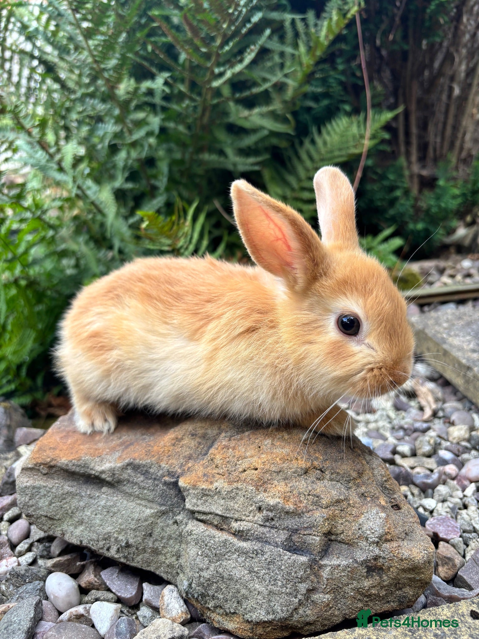 Mixed Breed rabbits Mini lop cross - orange chocolate black  - Advert 1