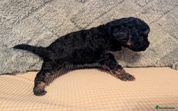 Cockapoo dogs for sale: F2b cockapoo Puppies (all females) - Image 14