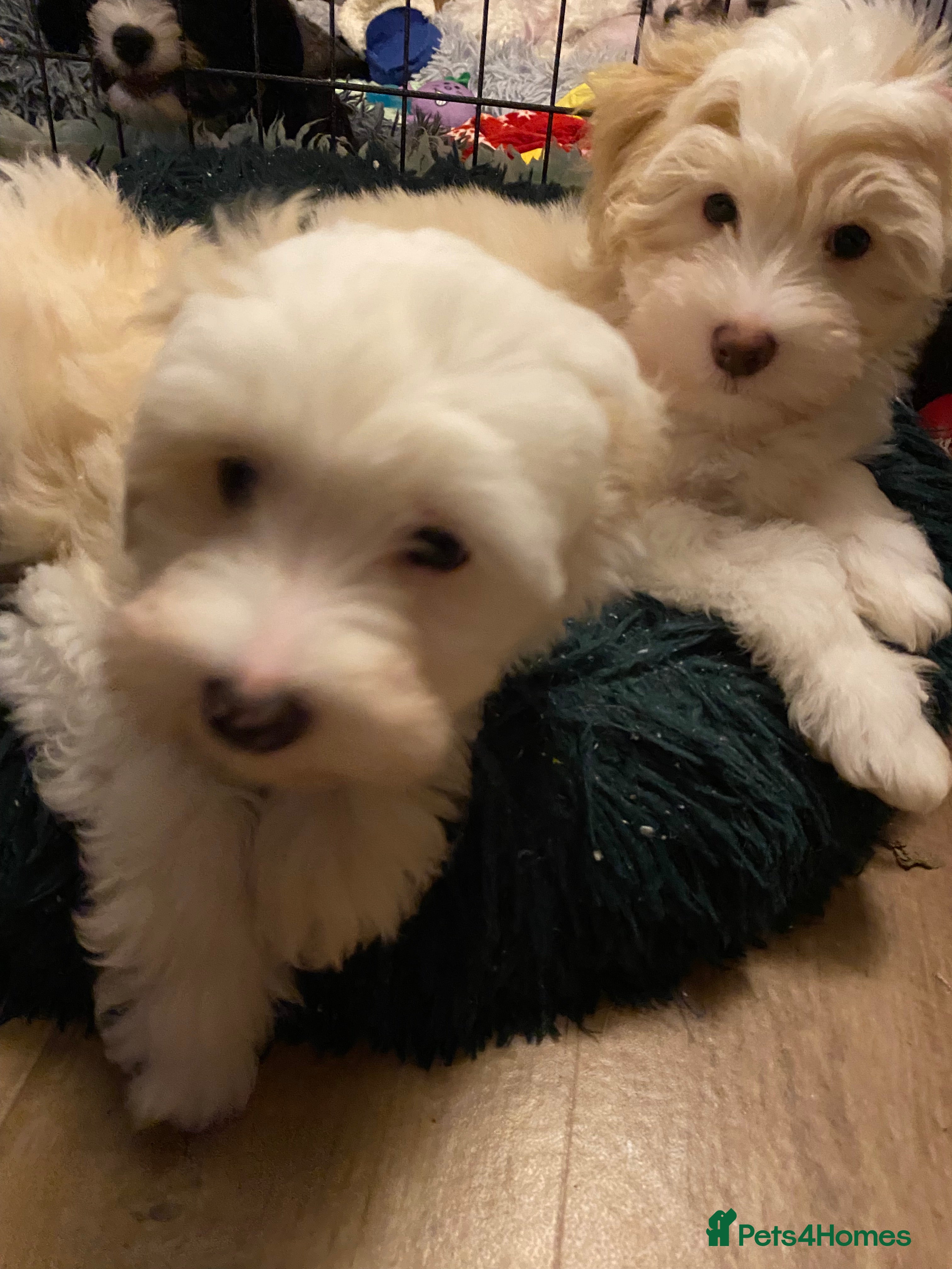 Chinese Crested dogs Chinese Crested puppies - Advert 2