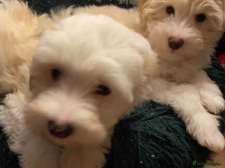 Chinese Crested dogs Chinese Crested puppies - Advert 3